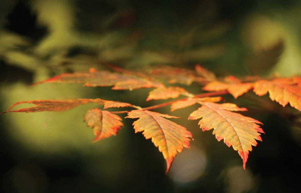 Autumn Fire Leaves II art print by Vitaly Geyman for $57.95 CAD