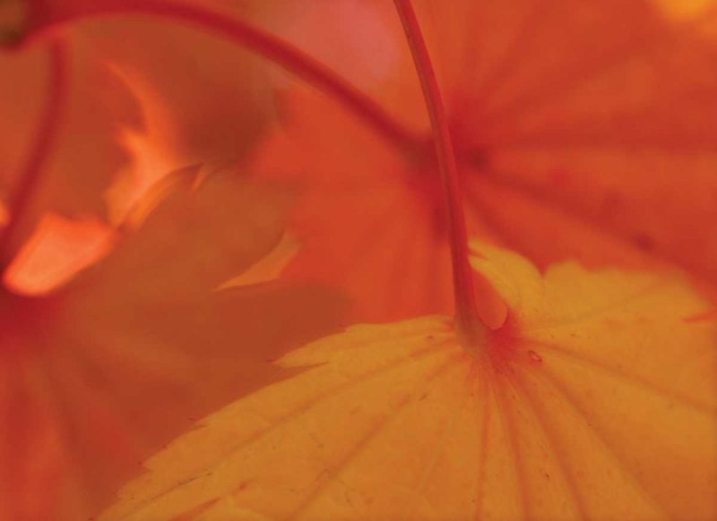 Leaf Romance III art print by Vitaly Geyman for $57.95 CAD