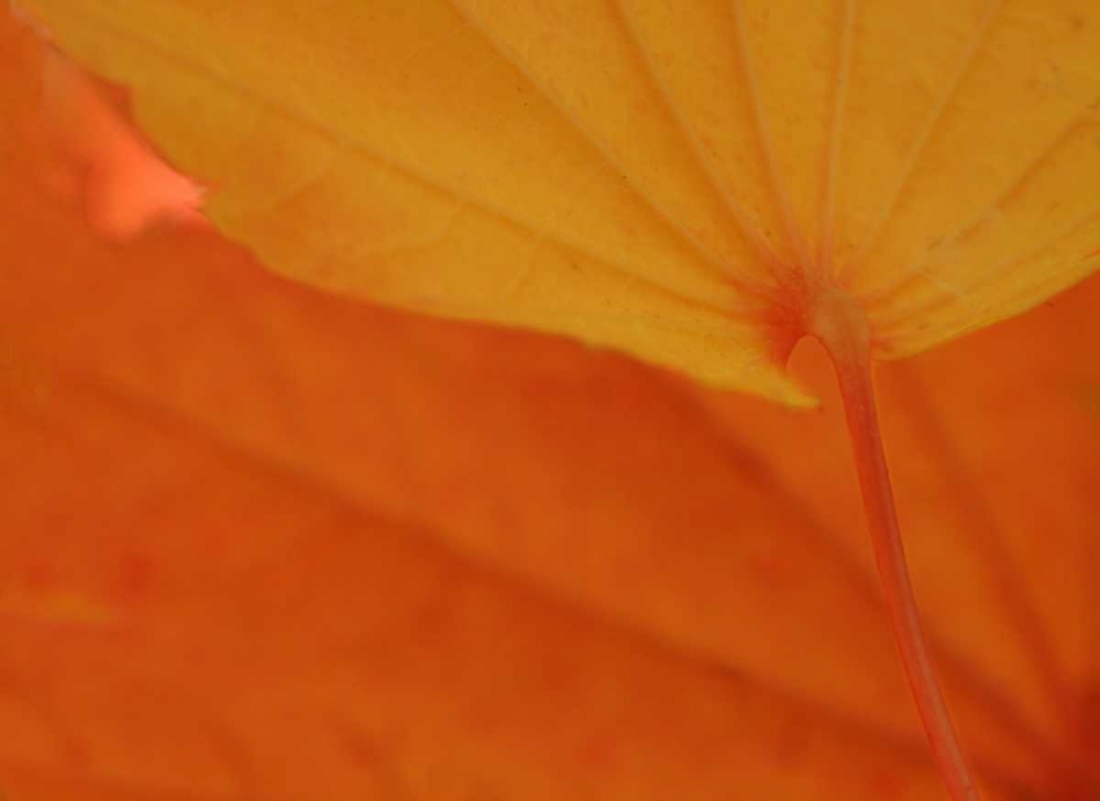 Leaf Romance IV art print by Vitaly Geyman for $57.95 CAD