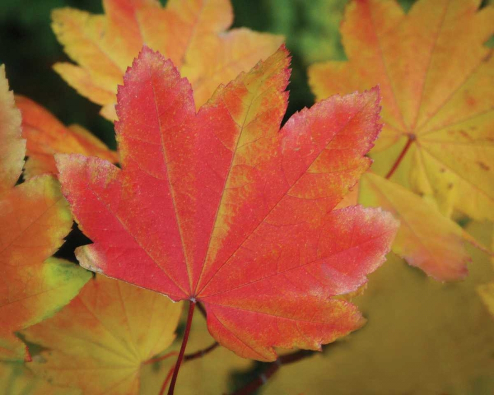 Maple Leaves Perfection II art print by Vitaly Geyman for $57.95 CAD