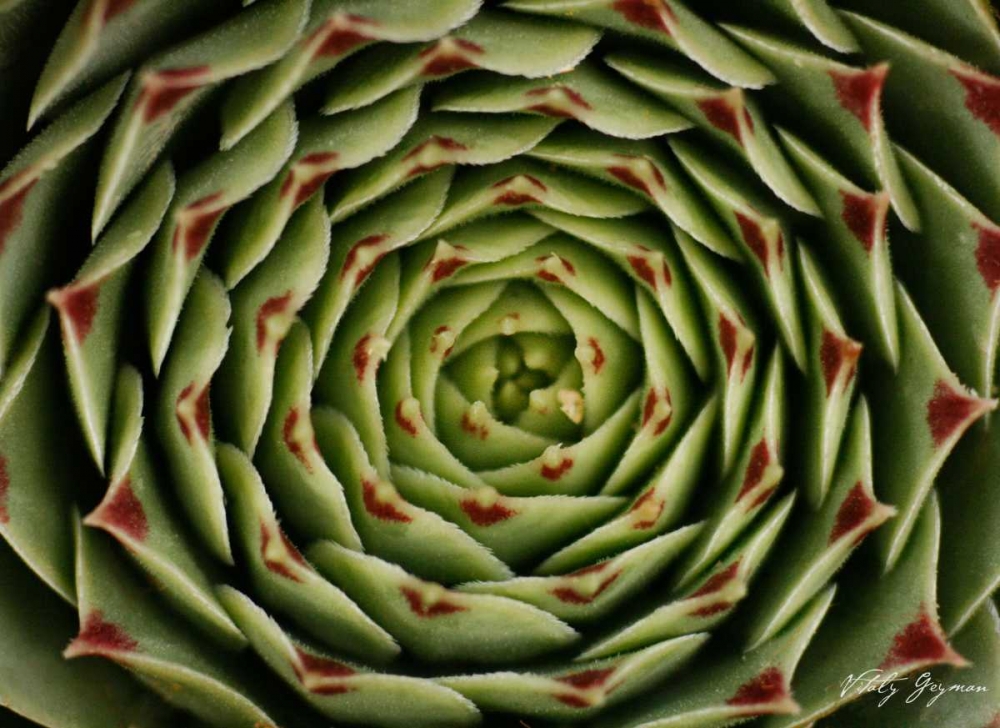 Floral Labyrinth I Color art print by Vitaly Geyman for $57.95 CAD
