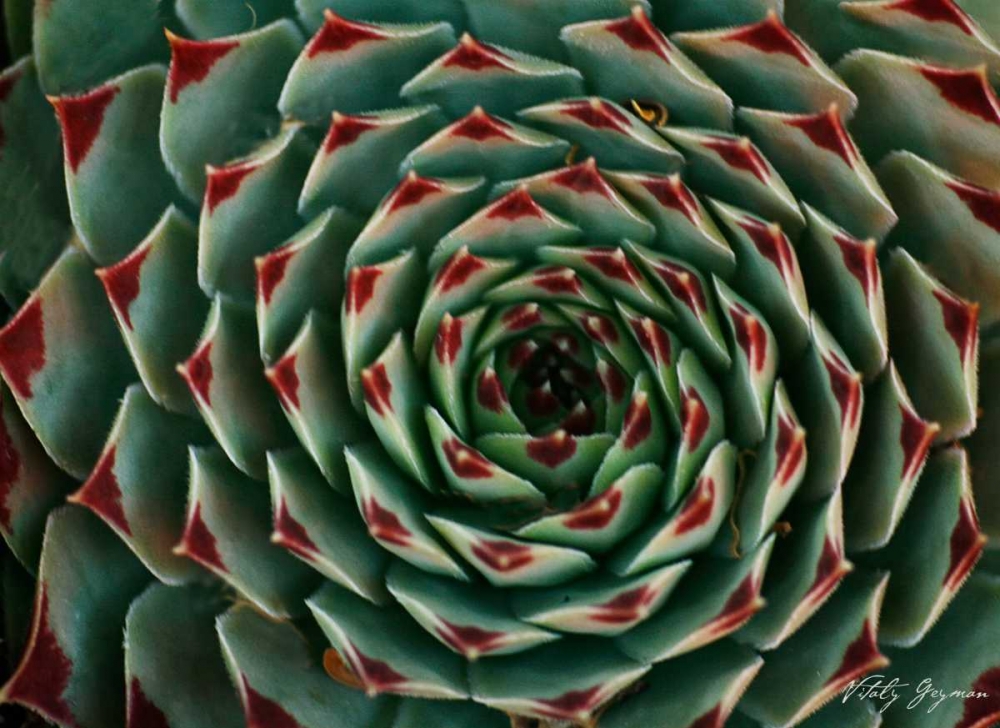 Floral Labyrinth II Color art print by Vitaly Geyman for $57.95 CAD