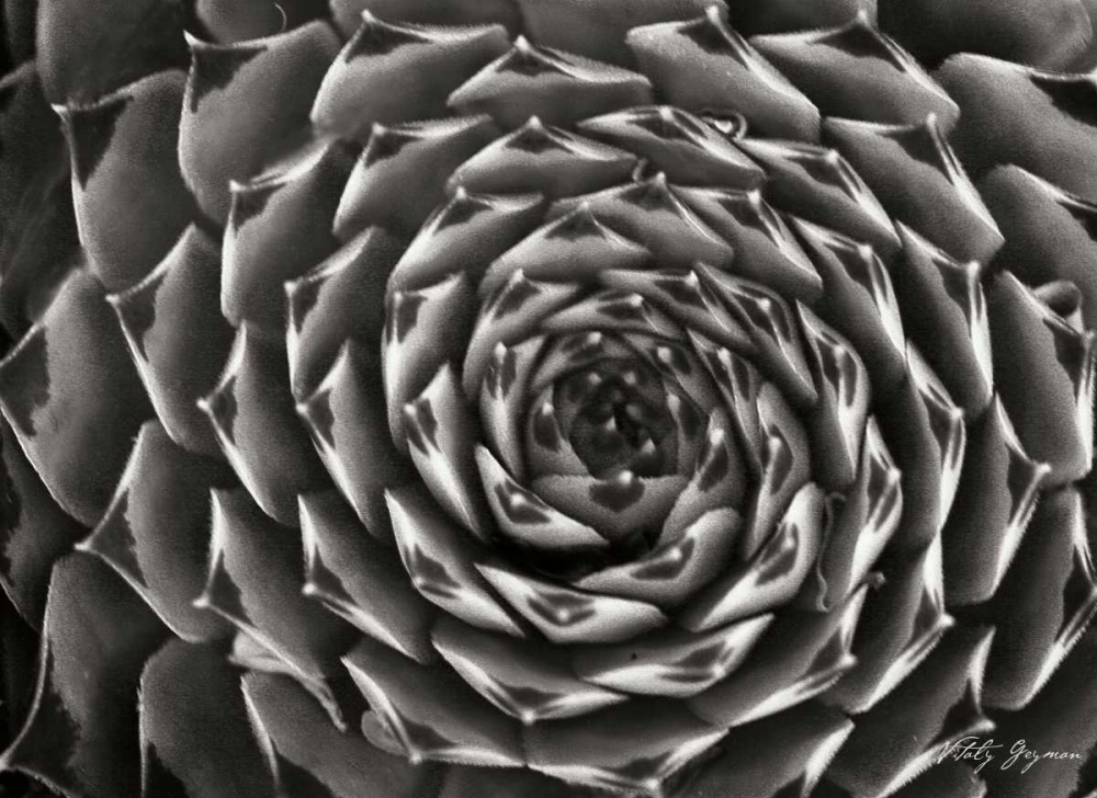 Floral Labyrinth II art print by Vitaly Geyman for $57.95 CAD