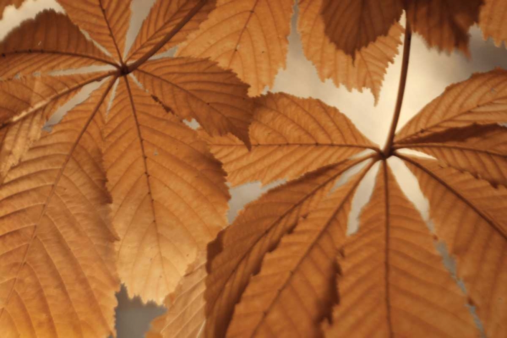Chestnut Leaves Duet I Brown art print by Vitaly Geyman for $57.95 CAD