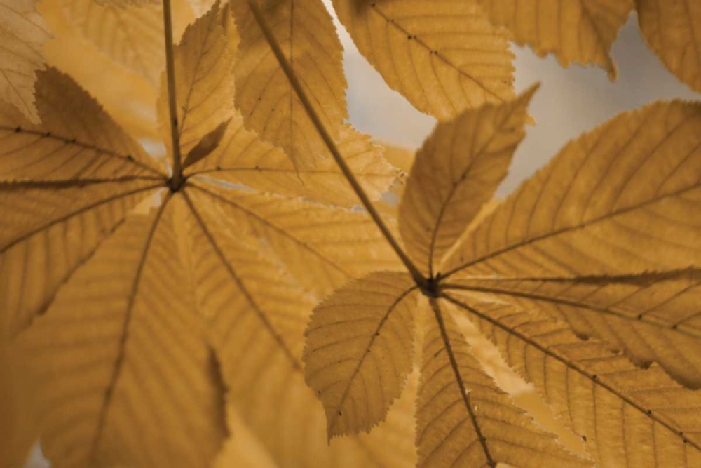 Chestnut Leaves Duet II Brown art print by Vitaly Geyman for $57.95 CAD