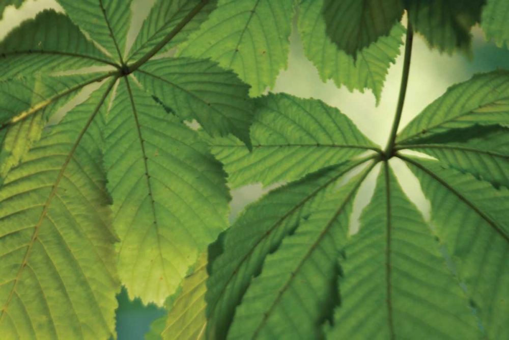 Chestnut Leaves Duet I Green art print by Vitaly Geyman for $57.95 CAD