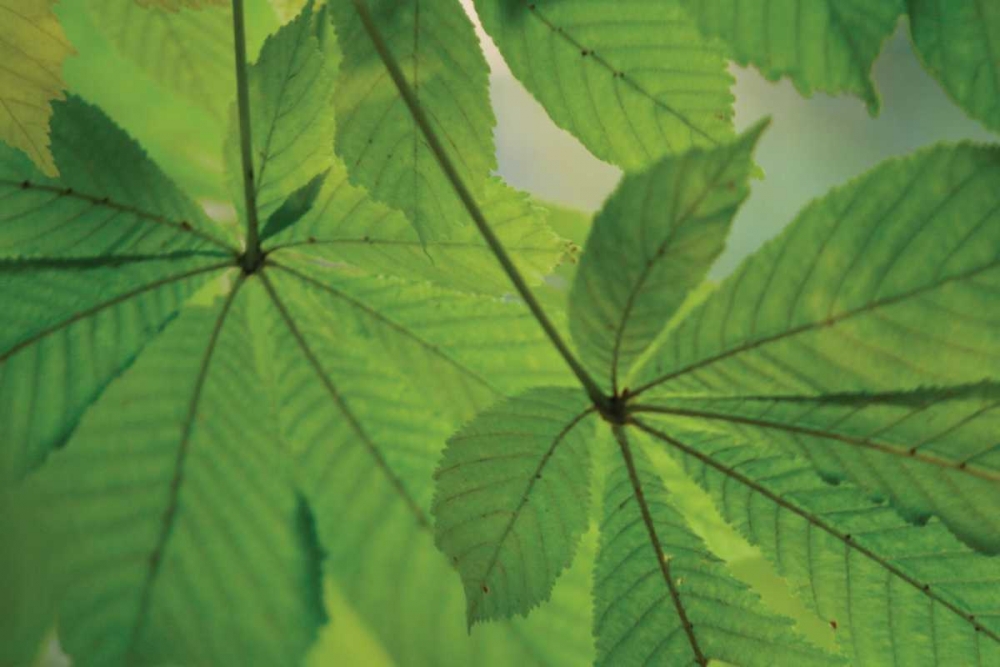 Chestnut Leaves Duet II Green art print by Vitaly Geyman for $57.95 CAD