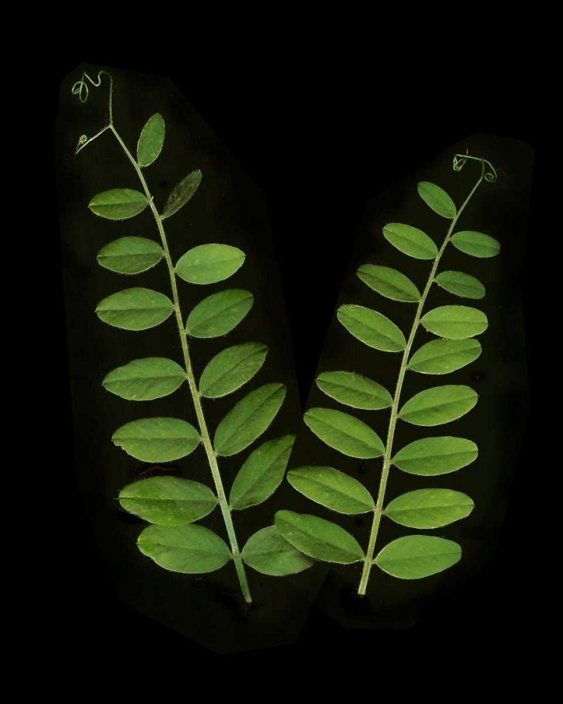 Green Leaves II art print by Vitaly Geyman for $57.95 CAD