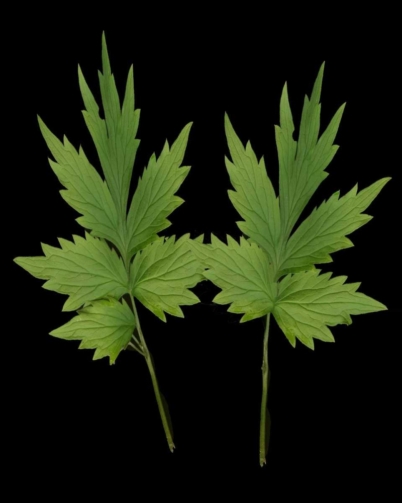 Green Leaves III art print by Vitaly Geyman for $57.95 CAD