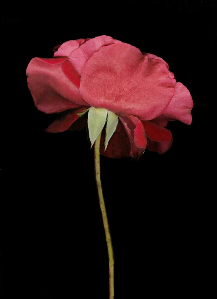 Red Rose I art print by Vitaly Geyman for $57.95 CAD