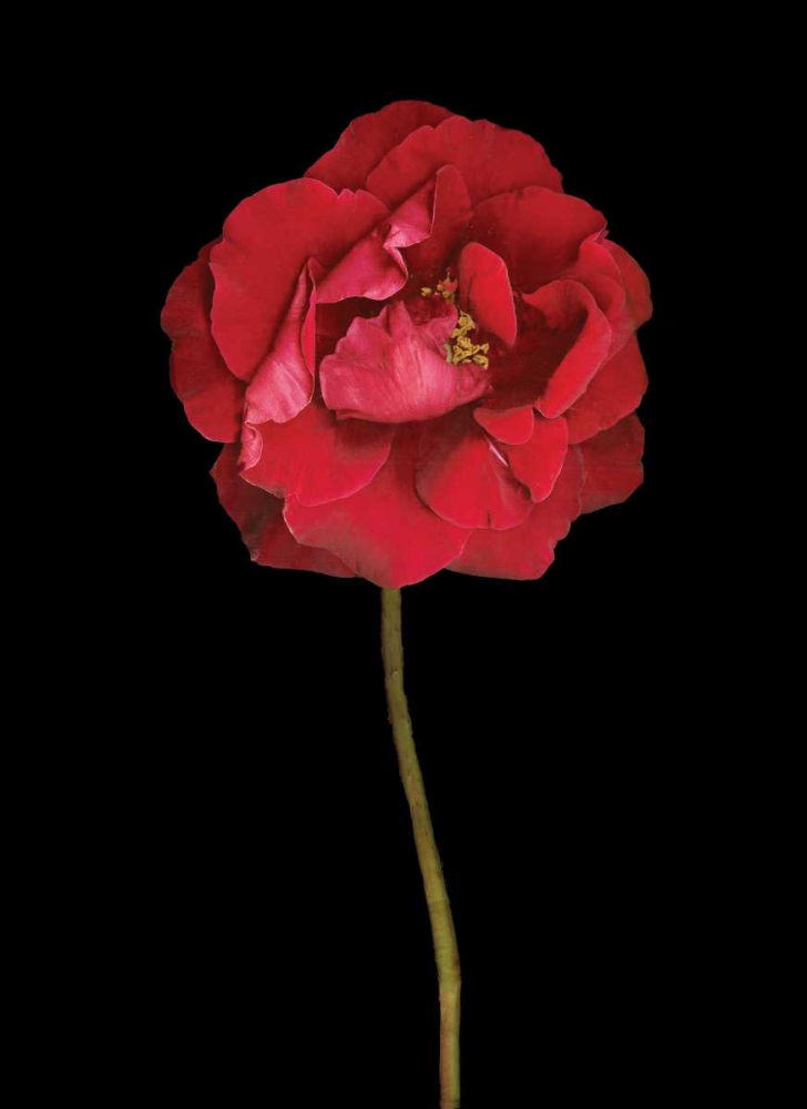 Red Rose II art print by Vitaly Geyman for $57.95 CAD