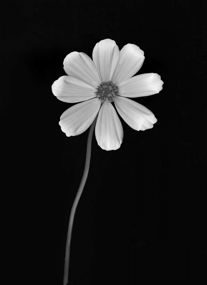 Ballet Flower I BandW art print by Vitaly Geyman for $57.95 CAD