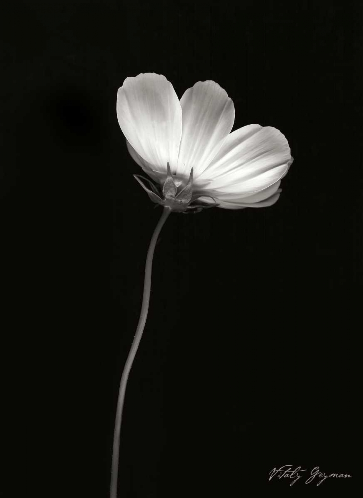 Ballet Flower II BandW art print by Vitaly Geyman for $57.95 CAD