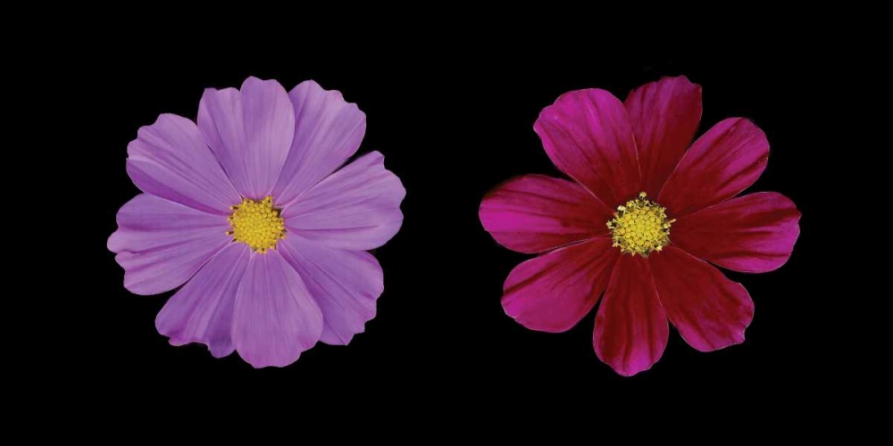 Cosmos Flower Duet art print by Vitaly Geyman for $57.95 CAD