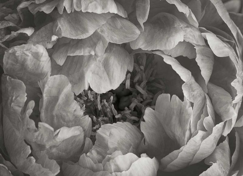 Floral Intimacy V art print by Vitaly Geyman for $57.95 CAD