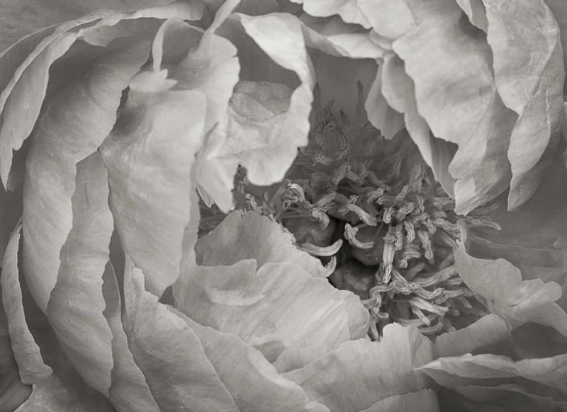 Floral Intimacy VI art print by Vitaly Geyman for $57.95 CAD