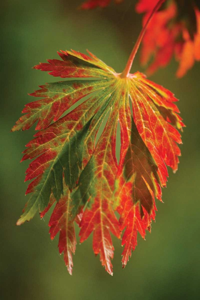 Autumn Leaf Paradise I art print by Vitaly Geyman for $57.95 CAD