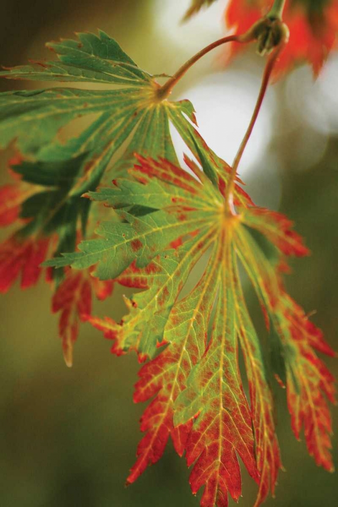 Autumn Leaf Paradise II art print by Vitaly Geyman for $57.95 CAD