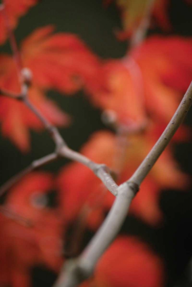 Autumn Tree Dance II art print by Vitaly Geyman for $57.95 CAD