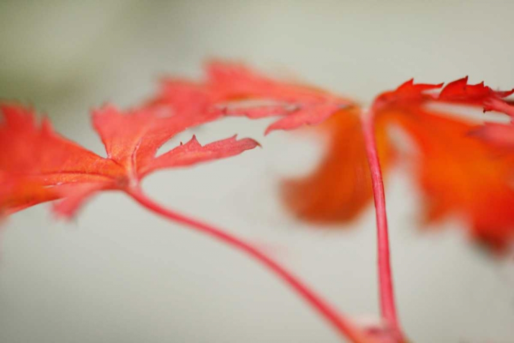 Maple In Style I art print by Vitaly Geyman for $57.95 CAD