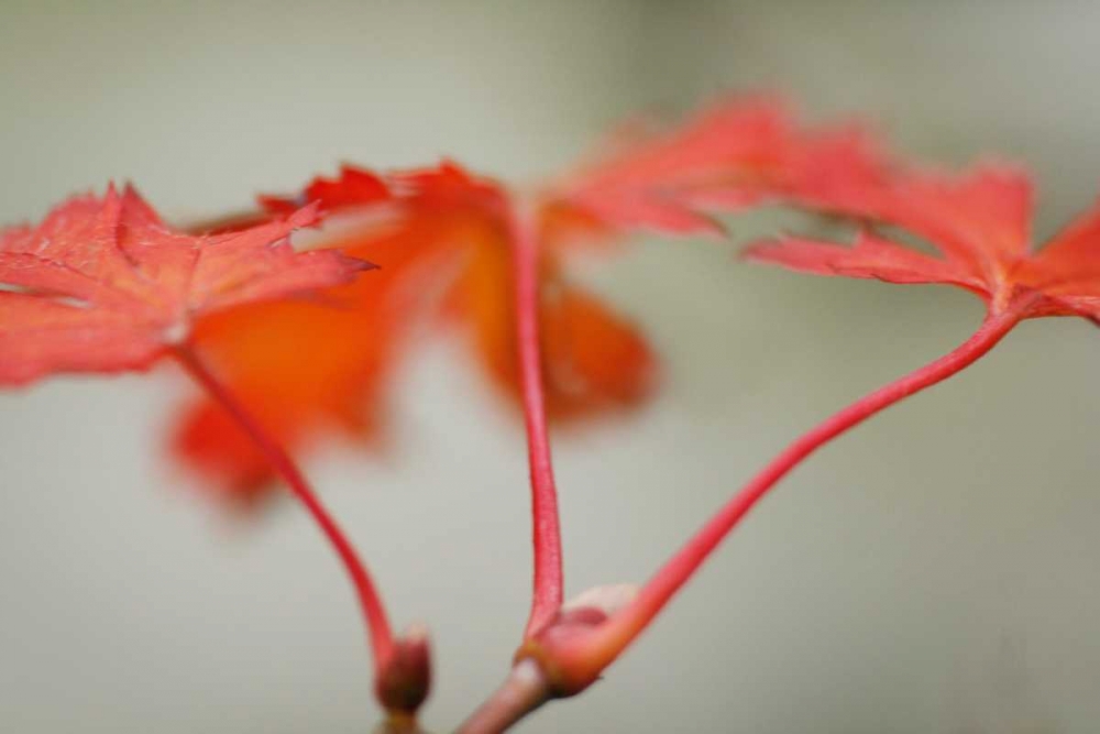 Maple In Style II art print by Vitaly Geyman for $57.95 CAD