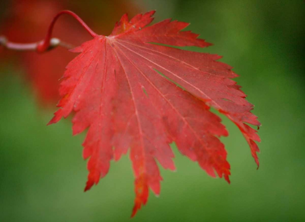 Maple Leaf Portrait IV art print by Vitaly Geyman for $57.95 CAD