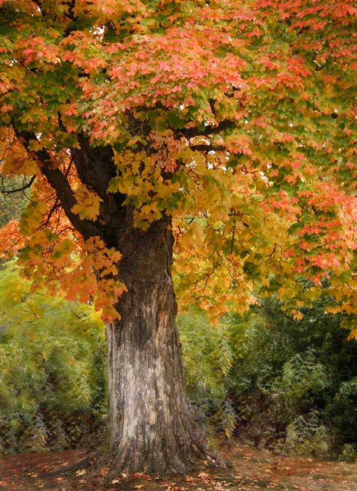 Fall Maple Fever I art print by Vitaly Geyman for $57.95 CAD
