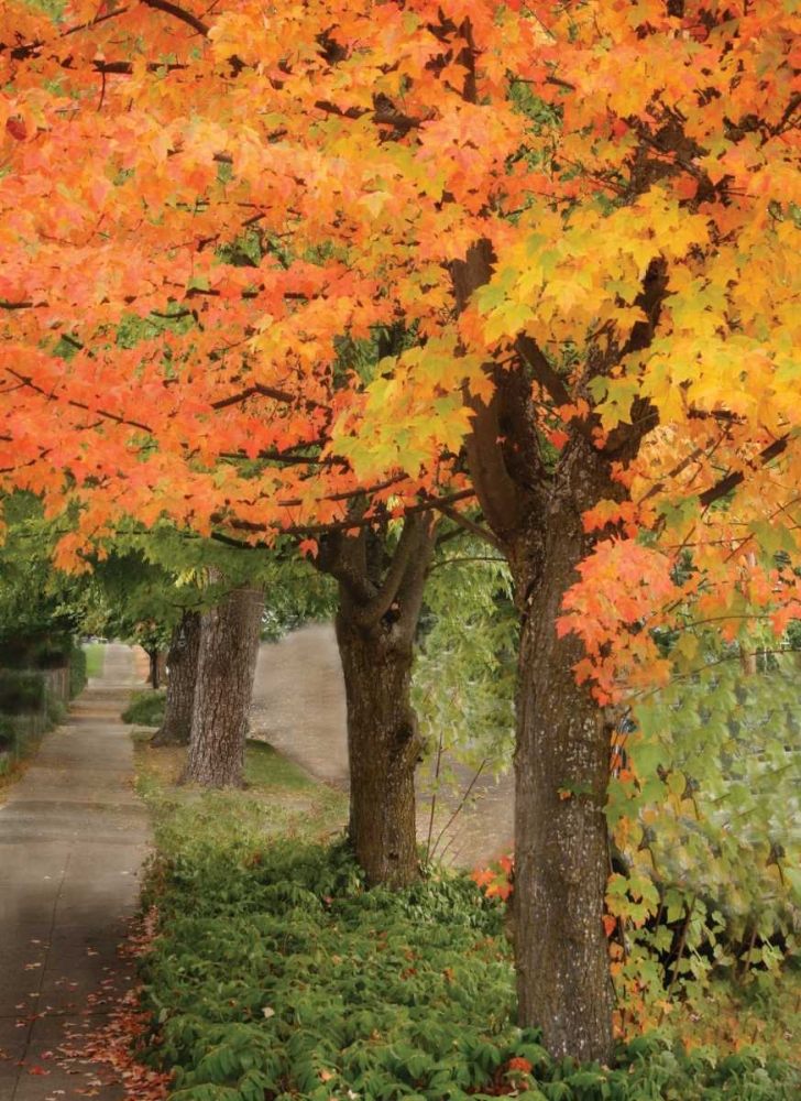 Fall Maple Fever II art print by Vitaly Geyman for $57.95 CAD