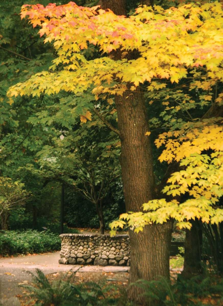 Fall Maple Fever XI art print by Vitaly Geyman for $57.95 CAD