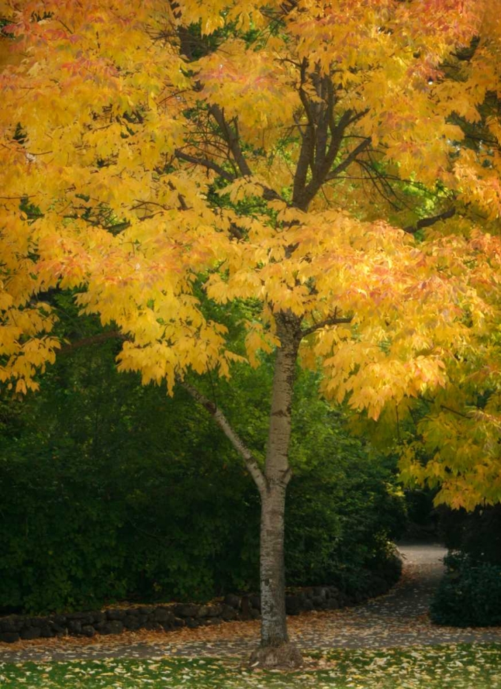 Fall Maple Fever VI art print by Vitaly Geyman for $57.95 CAD