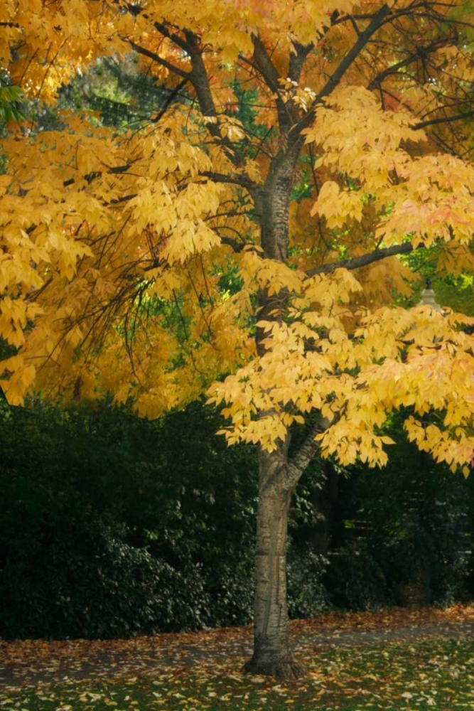 Fall Maple Fever VII art print by Vitaly Geyman for $57.95 CAD