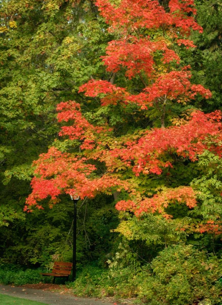 Fall Maple Fever VIII art print by Vitaly Geyman for $57.95 CAD