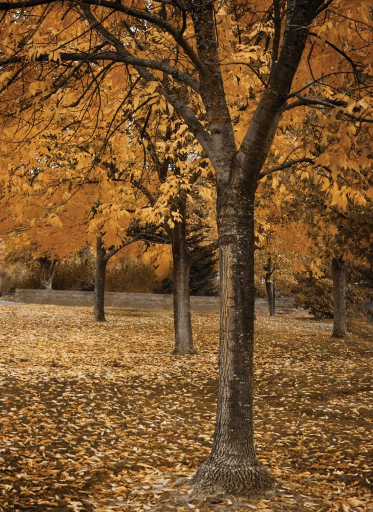 Fall Tree Grove I art print by Vitaly Geyman for $57.95 CAD