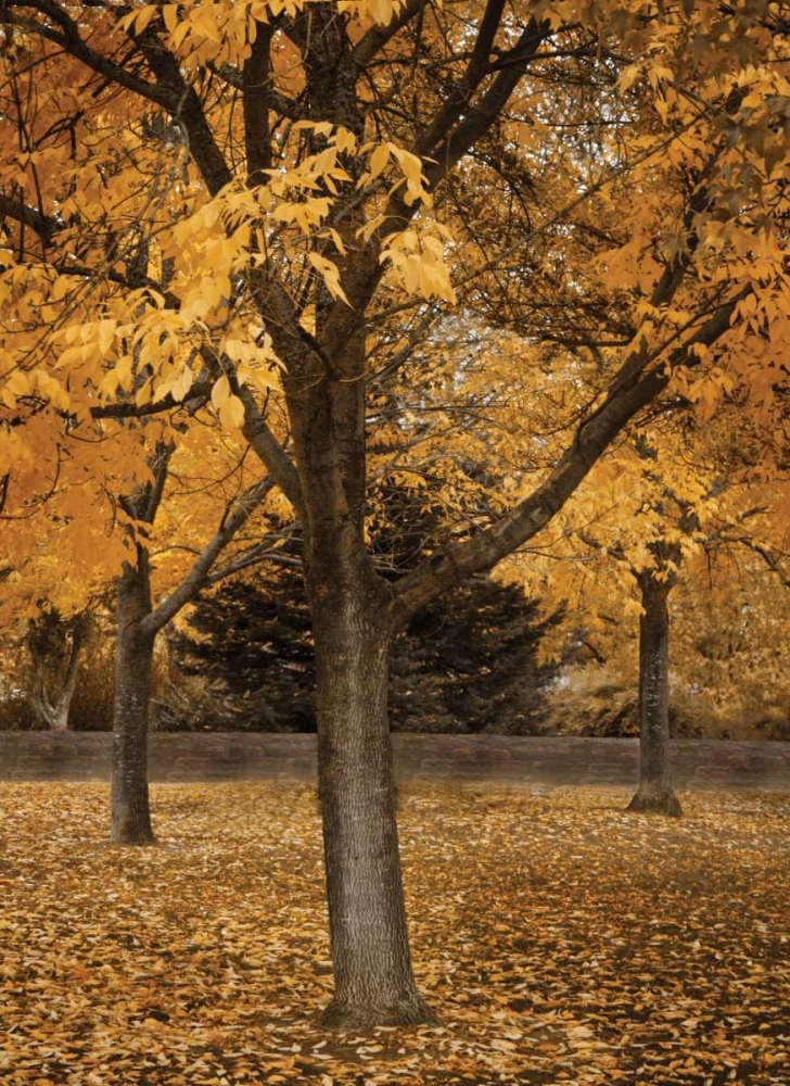 Fall Tree Grove II art print by Vitaly Geyman for $57.95 CAD