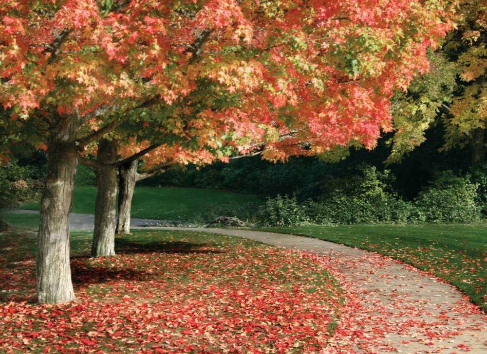 Fall Maple Fever IV art print by Vitaly Geyman for $57.95 CAD