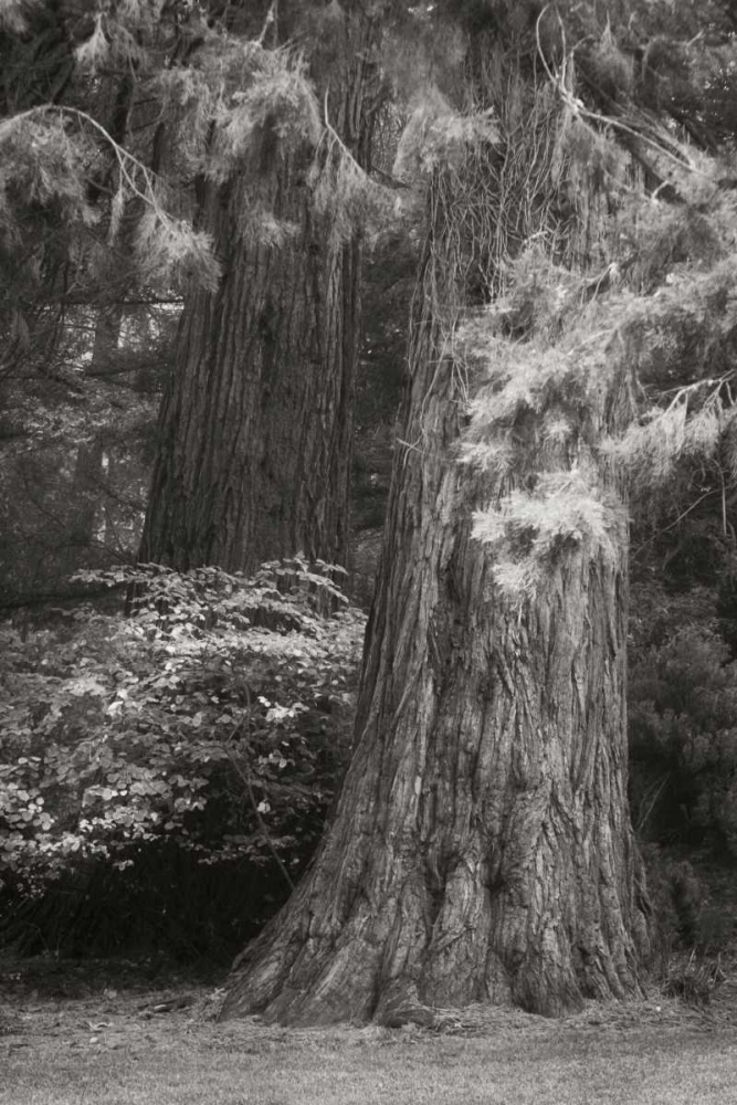 Ancient Forest I BandW art print by Vitaly Geyman for $57.95 CAD