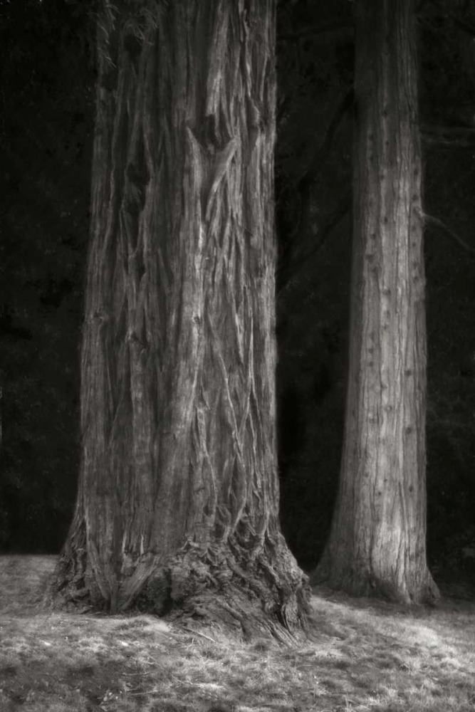 Ancient Forest II BandW art print by Vitaly Geyman for $57.95 CAD
