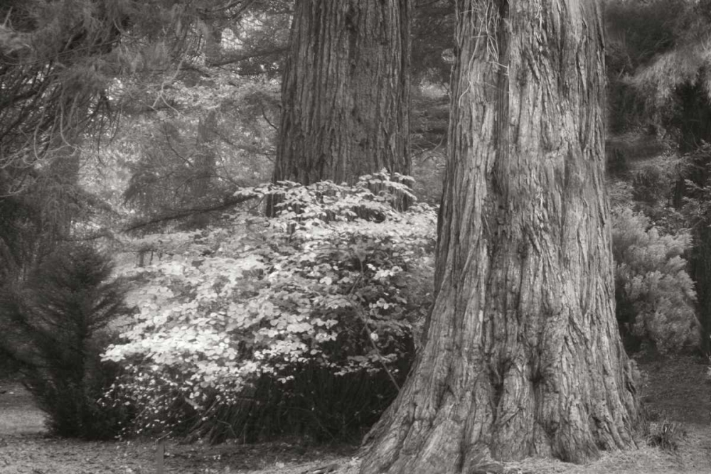 Ancient Forest III BandW art print by Vitaly Geyman for $57.95 CAD