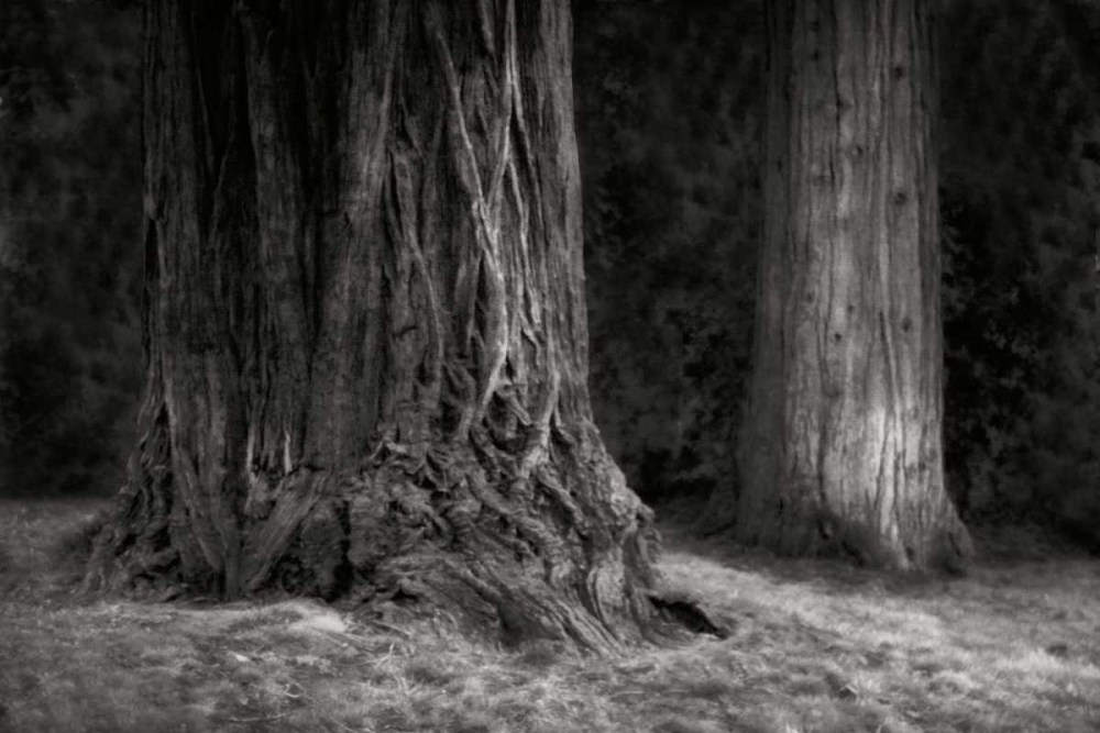 Ancient Forest IV BandW art print by Vitaly Geyman for $57.95 CAD