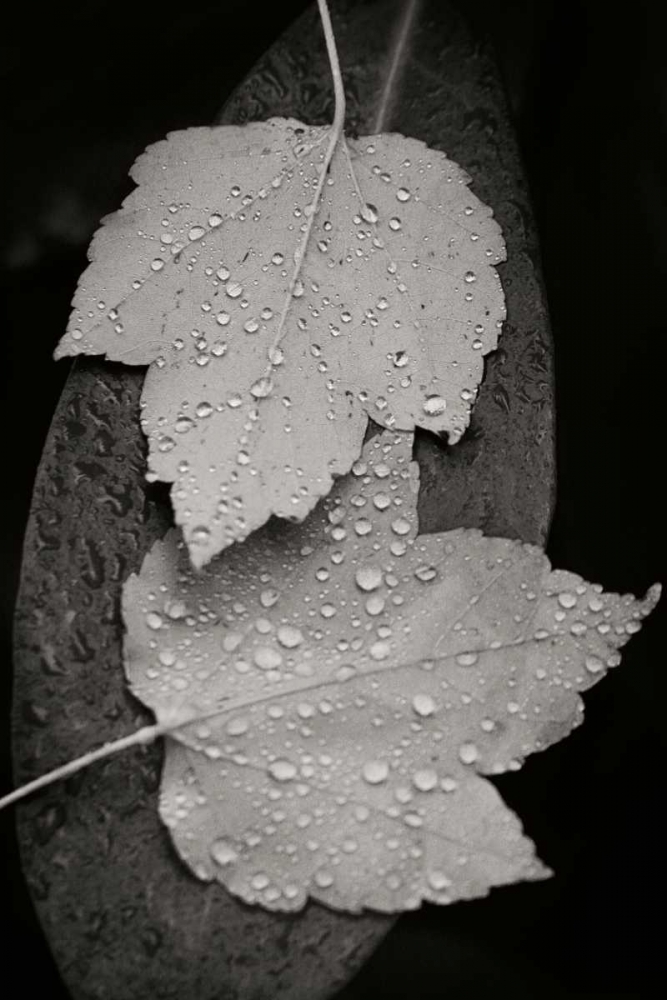 Water Leaf I BandW art print by Vitaly Geyman for $57.95 CAD