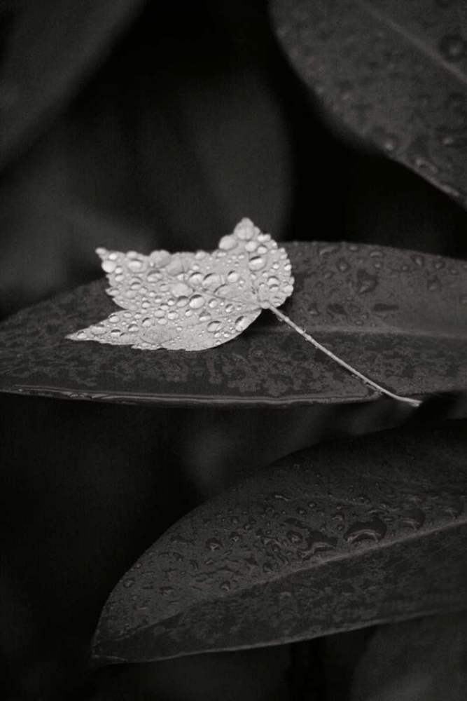 Water Leaf II BandW art print by Vitaly Geyman for $57.95 CAD