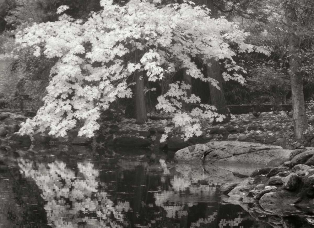 Autumn Reflections II BandW art print by Vitaly Geyman for $57.95 CAD