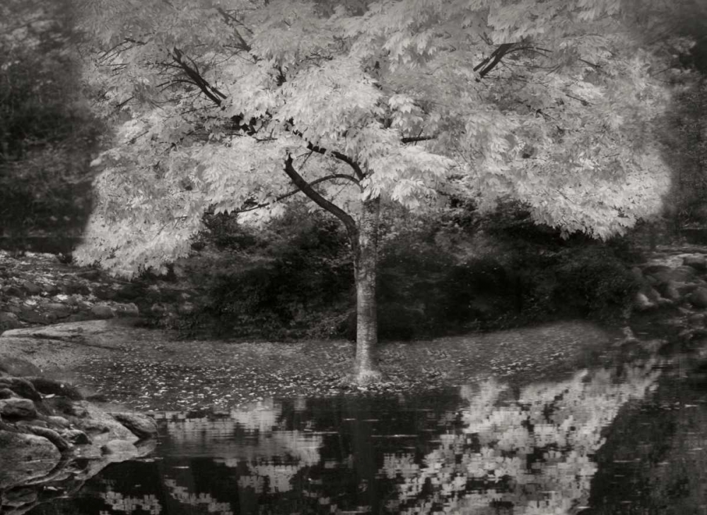 Autumn Reflections III BandW art print by Vitaly Geyman for $57.95 CAD
