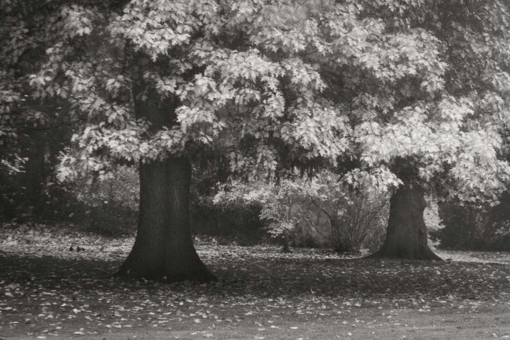 Red Oak Duo I BandW art print by Vitaly Geyman for $57.95 CAD