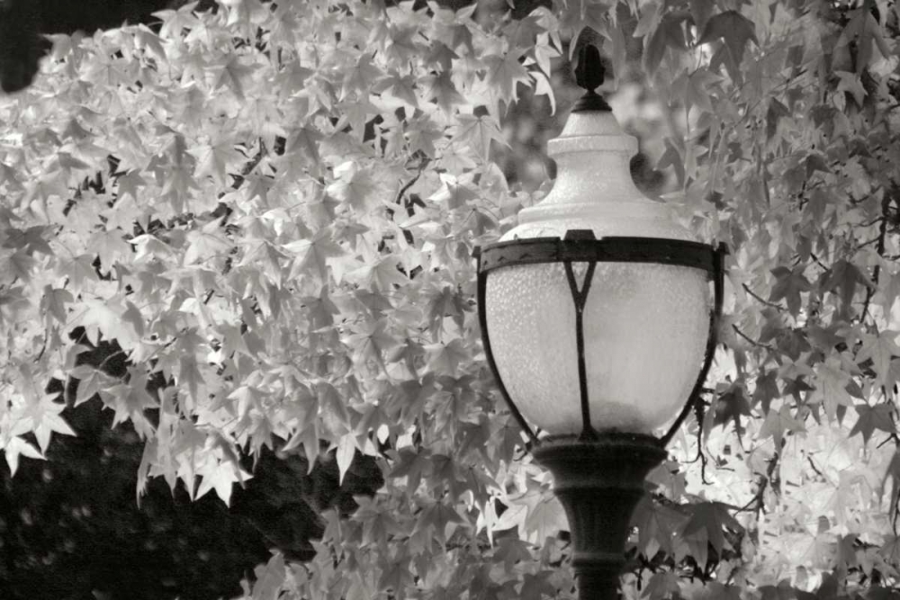 Fall Lighting II BandW art print by Vitaly Geyman for $57.95 CAD