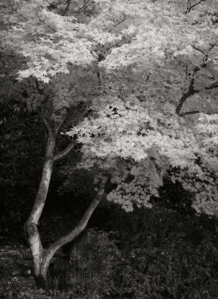 Maple Beauty I BandW art print by Vitaly Geyman for $57.95 CAD