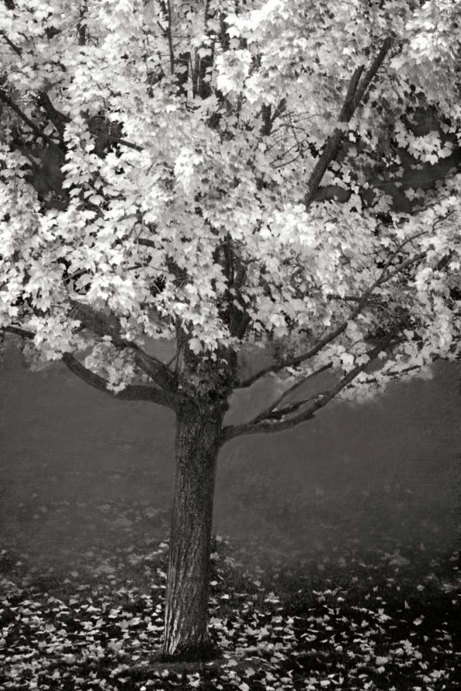 Maple Beauty II BandW art print by Vitaly Geyman for $57.95 CAD