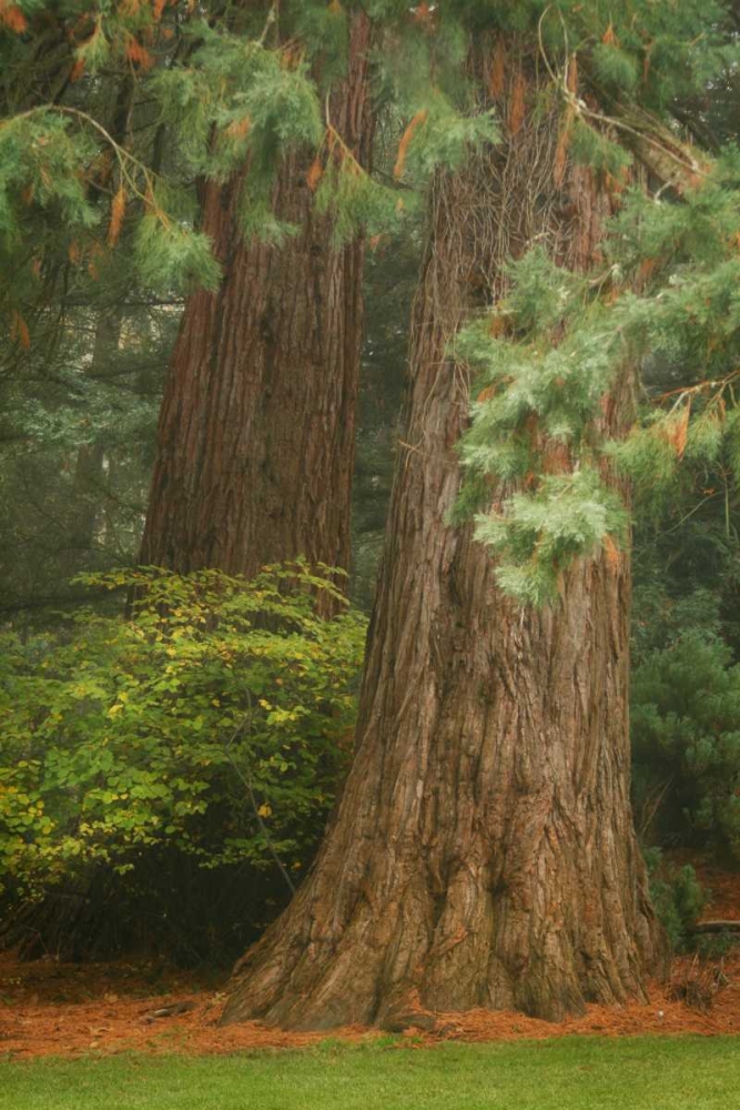 Ancient Forest I art print by Vitaly Geyman for $57.95 CAD