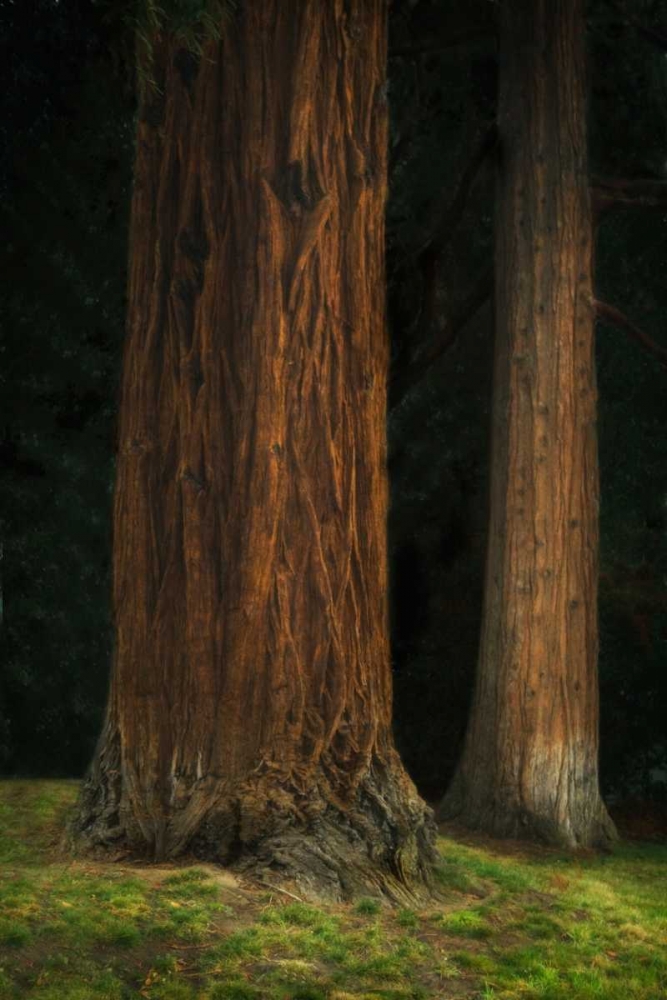 Ancient Forest II art print by Vitaly Geyman for $57.95 CAD