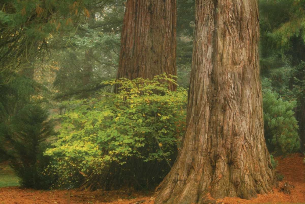 Ancient Forest III art print by Vitaly Geyman for $57.95 CAD